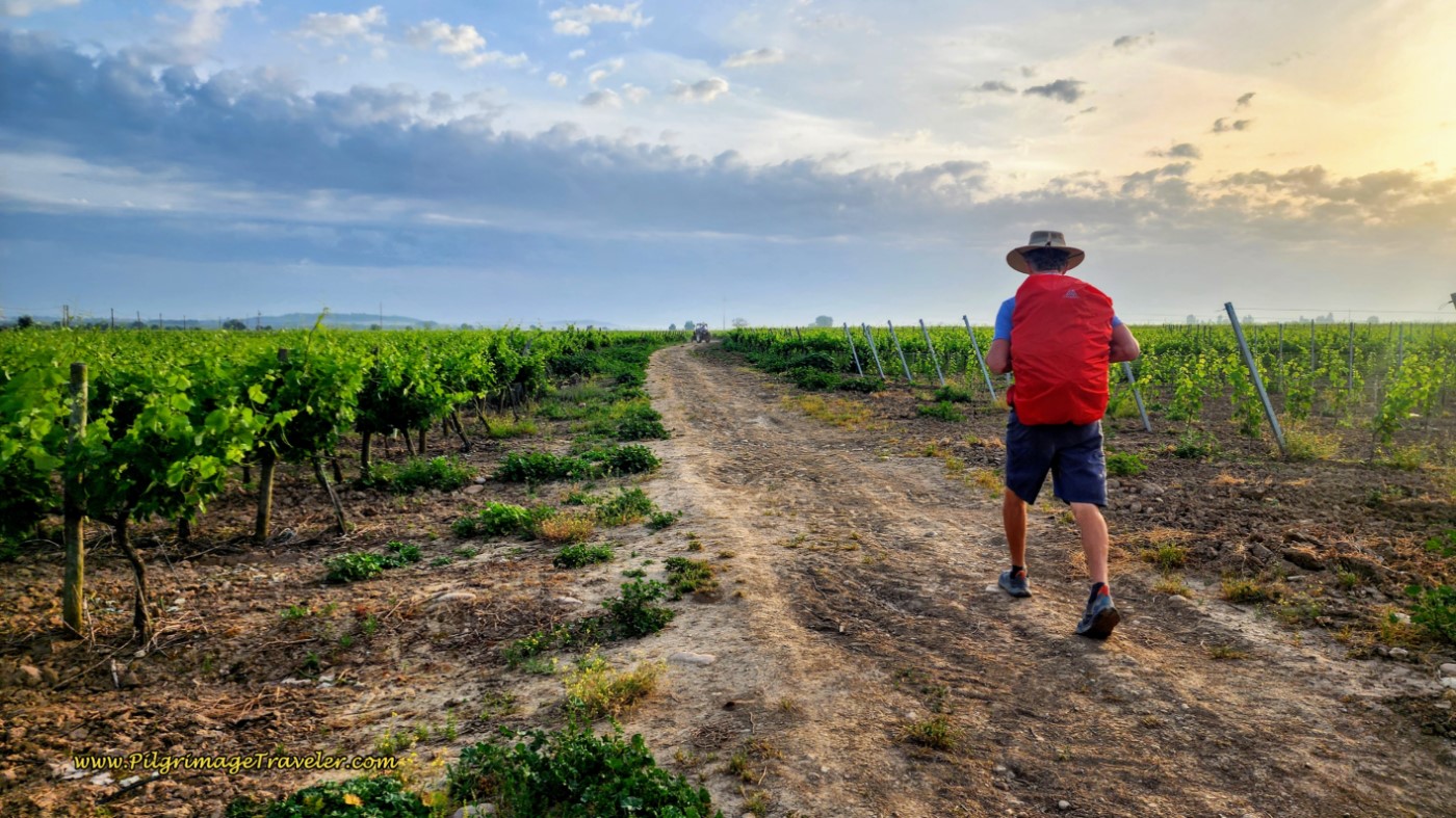 Rough Road Through Vineyards