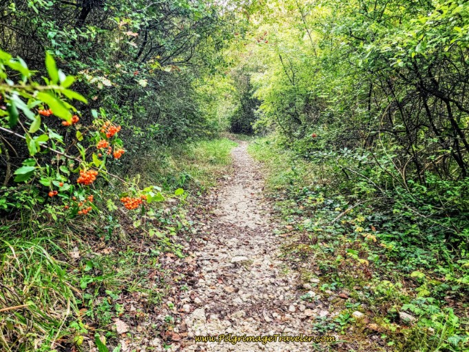 Way of St. Francis: Day Twenty, Poggio San Lorenzo to Ponticelli - Onward Path Towards Poggio Moiano