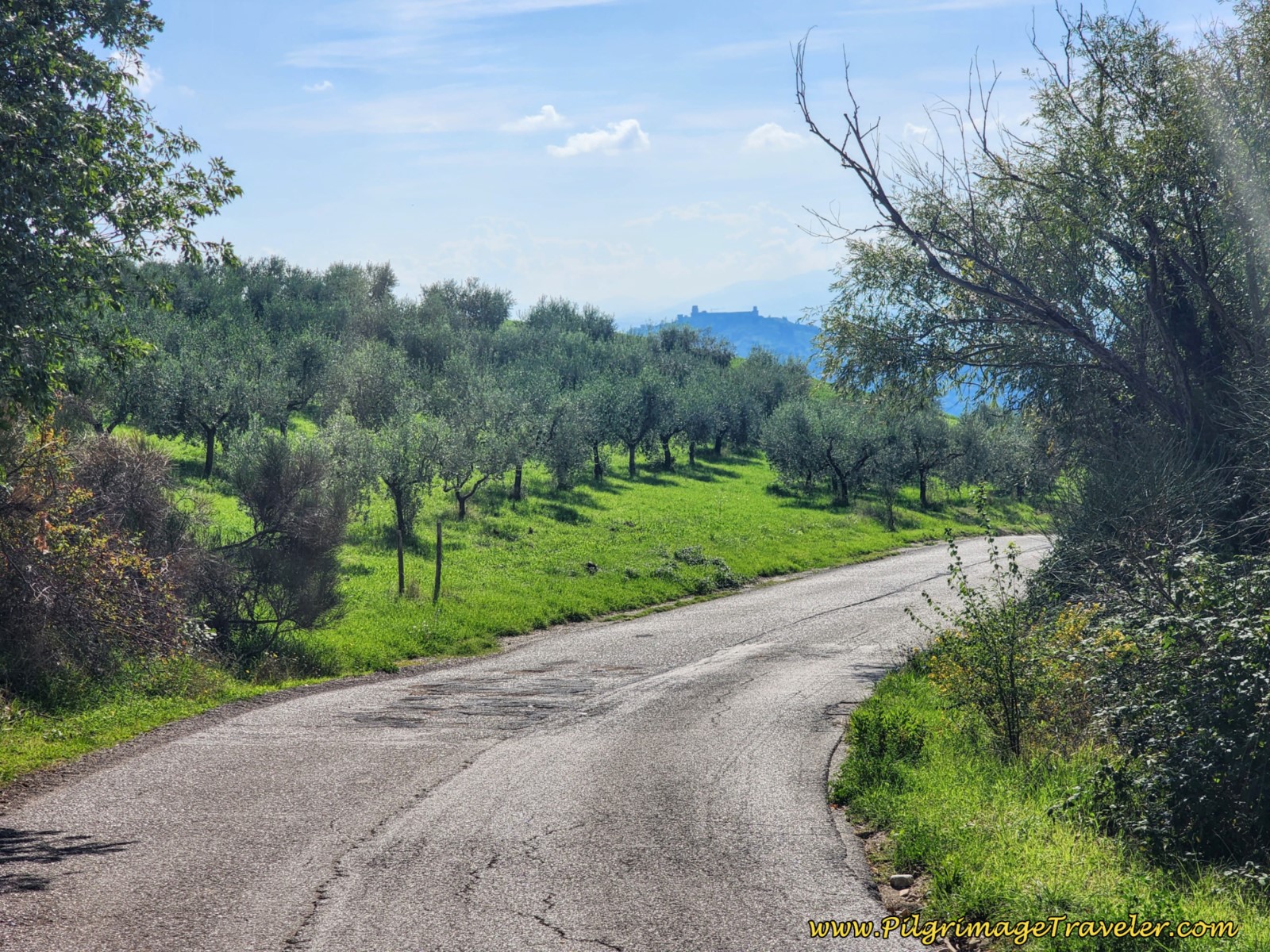 Olive Groves and the Rocca Maggiore Pass Olive Groves