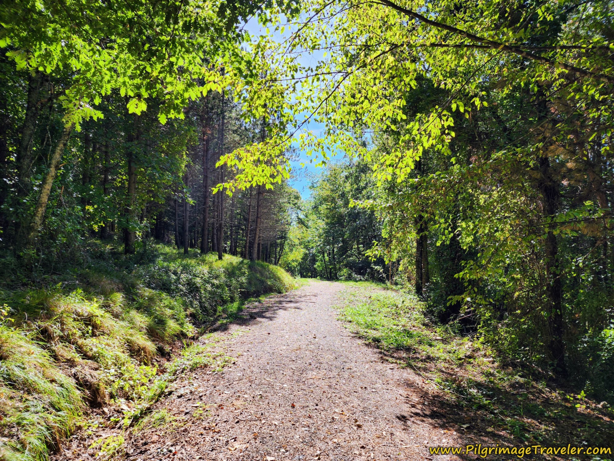 Return to the Deciduous Forest