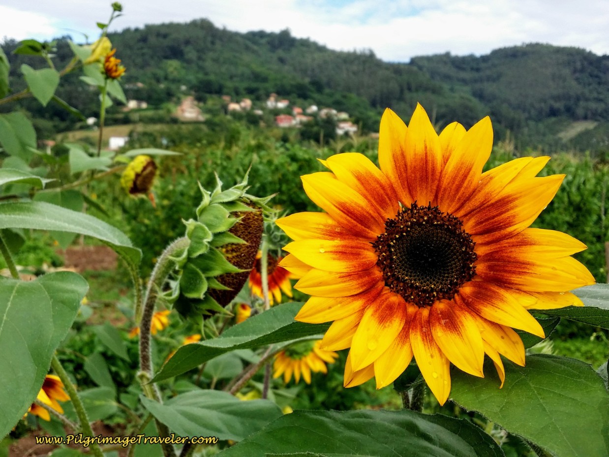 Sunflowers Greet Us Along the Primitive Way
