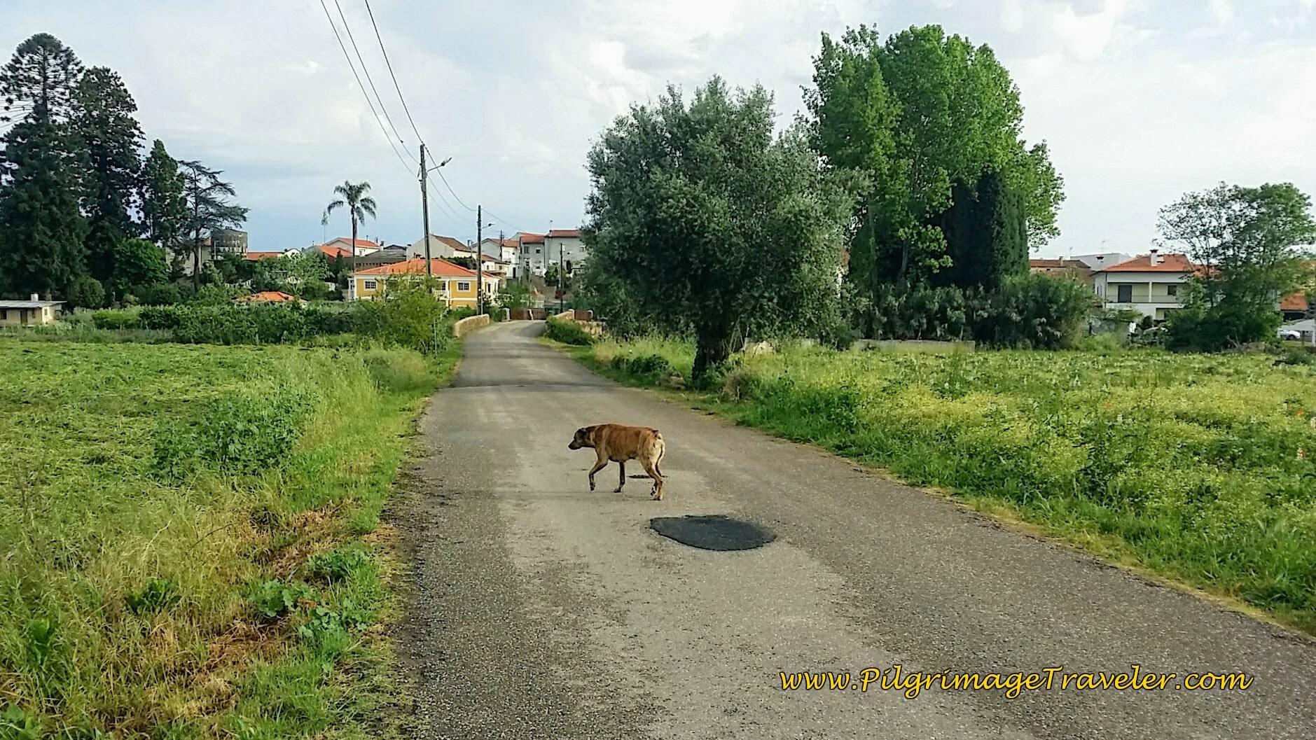 The Town Mayor Greets Us in Alféloas on day eleven of the Portuguese Camino The Town Mayor Greets Us in Alféloas on day eleven of the Portuguese Camino
