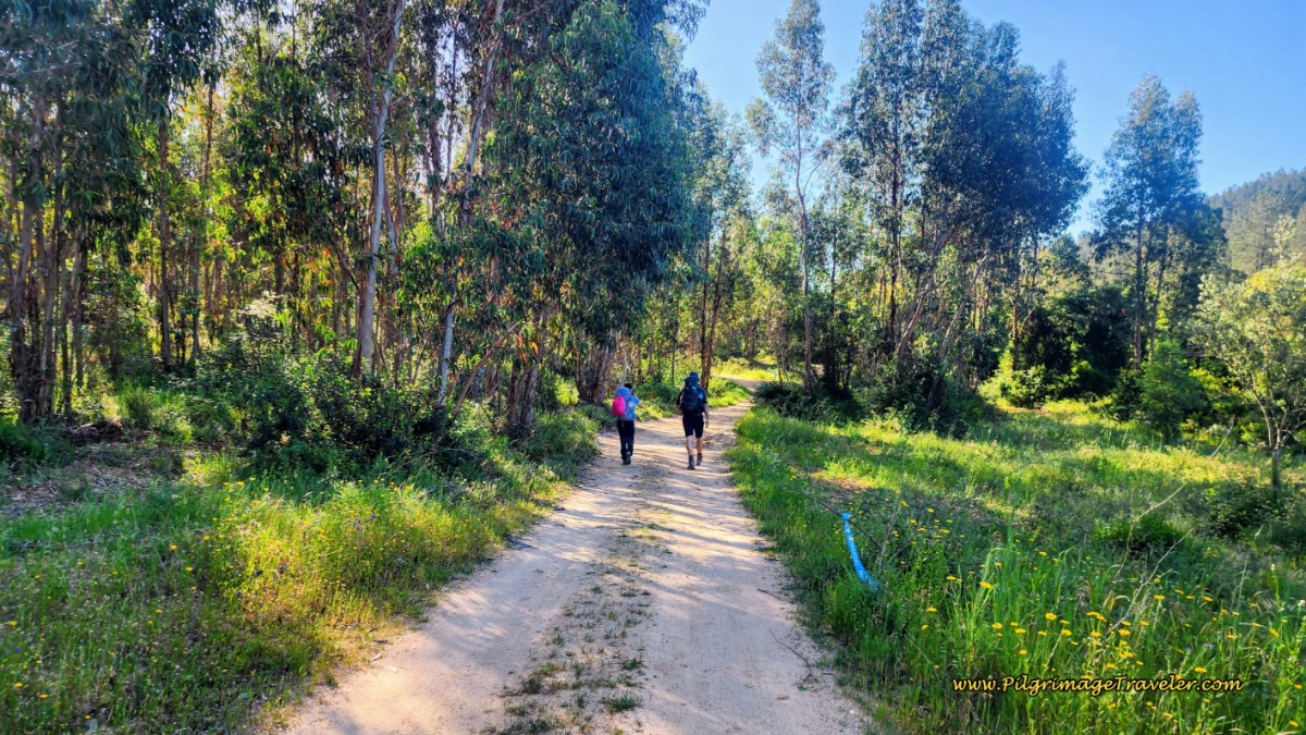 Camino Turns Off N110 and onto a Dirt Lane