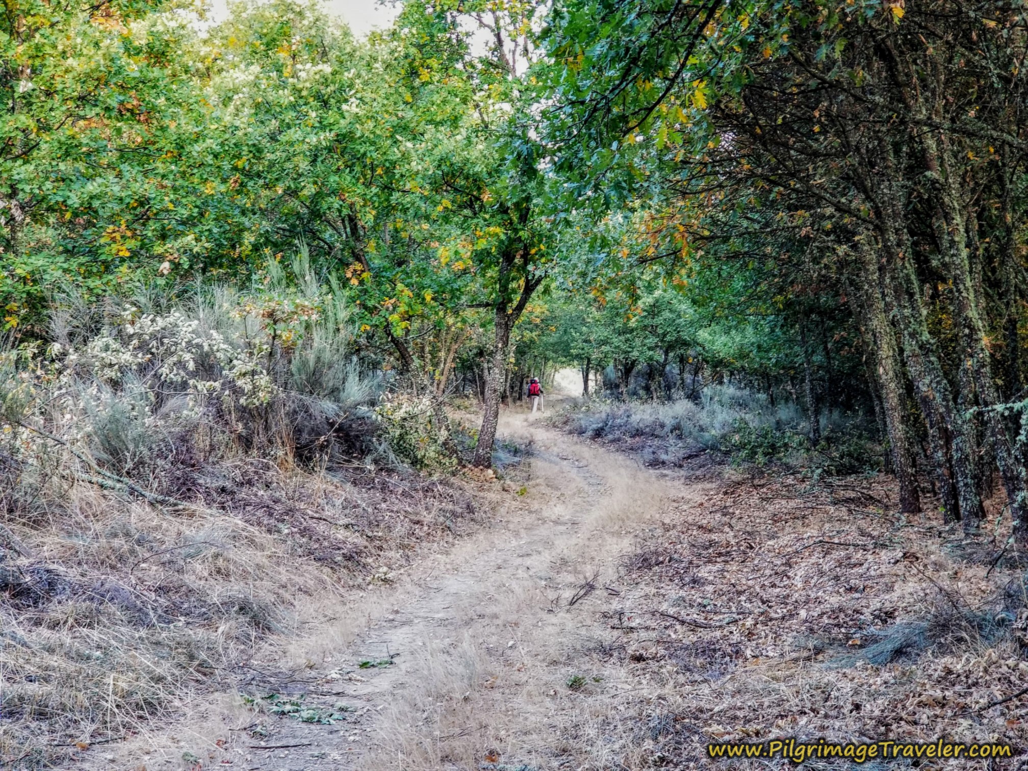 We See Pilgrim, Vim Ahead