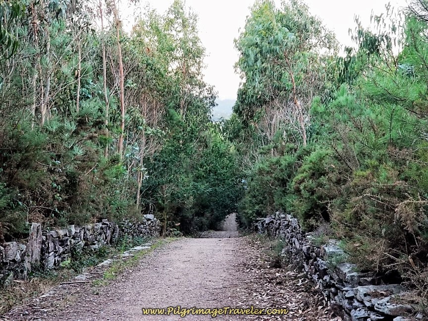 Wall-Lined Forest Path