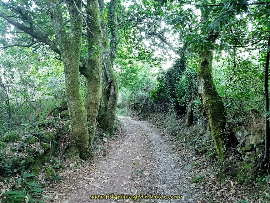 Lovely Enchanted Forest on day three of the Camino Finisterre to Muxía