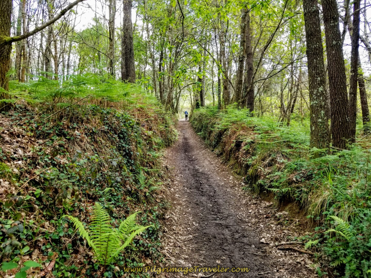 Through More of the Golf Course On a Forest Path on day three of the Camino Inglés