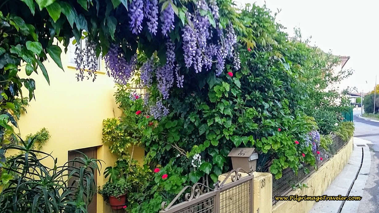Gorgeous Wisteria on the Rua Arieiro