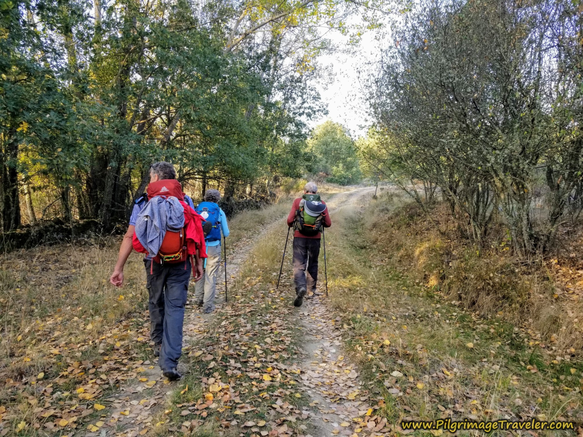 Togetherness Through the Forest