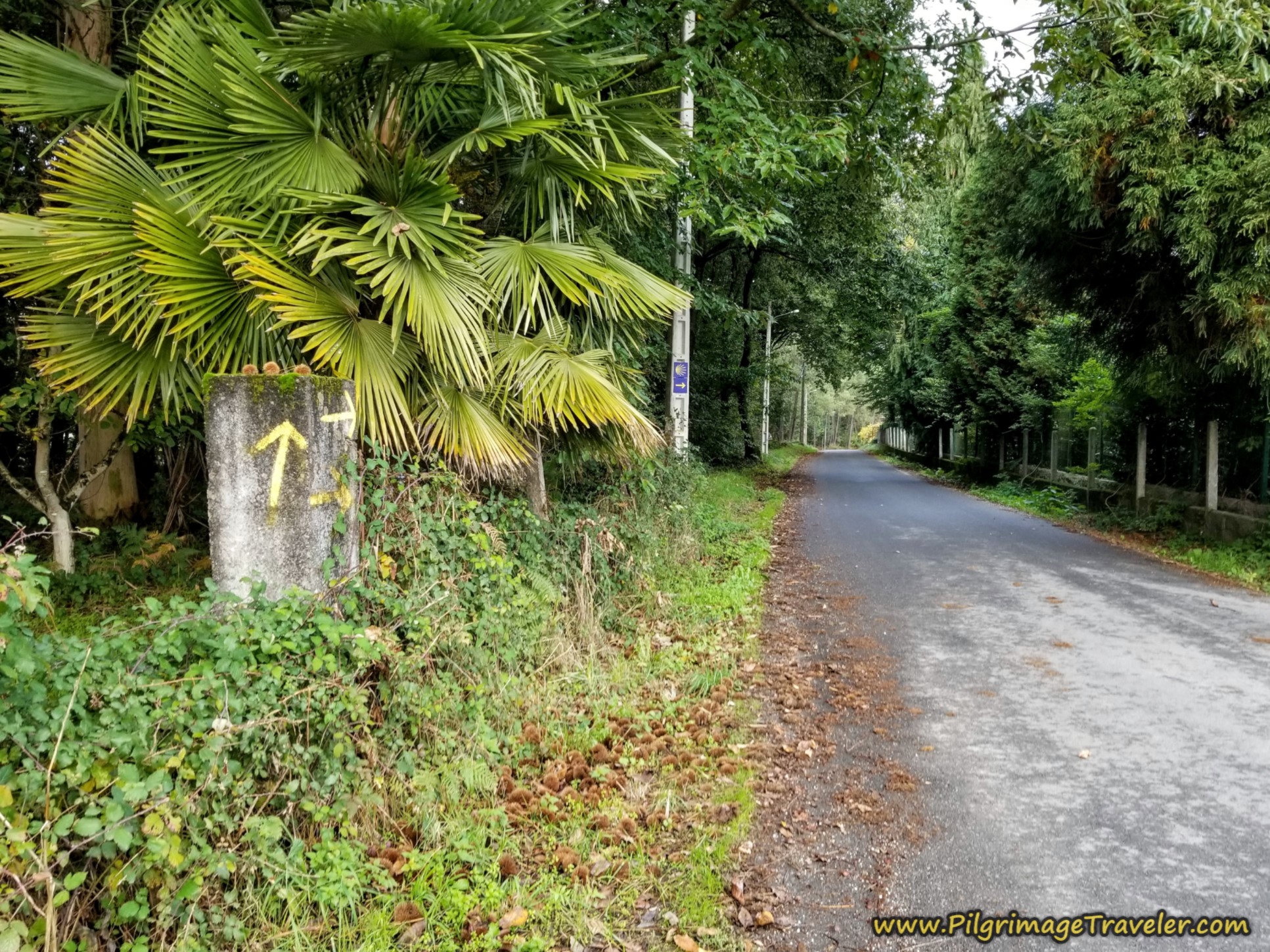 Roadway Beyond A Carballeira Roadway Beyond A Carballeira
