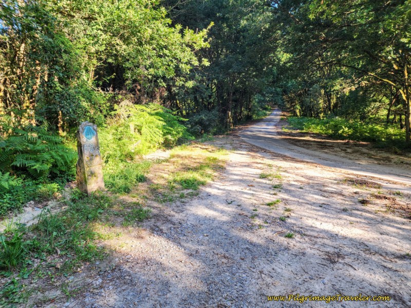 Leave Lane for Forested Paved Road