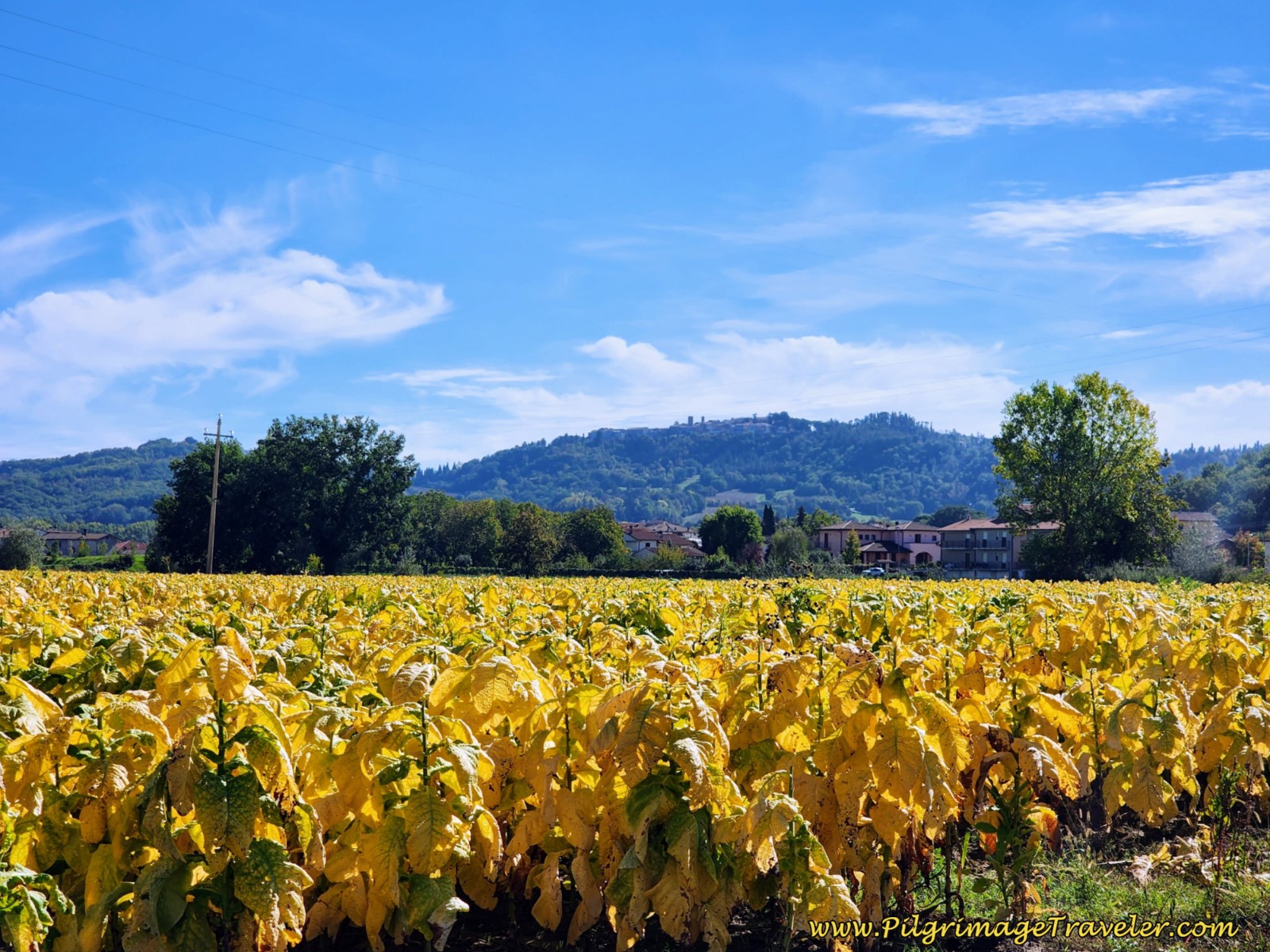 Autumn Tobacco Fields on day four of the Way of St. Francis from Sansepolcro to Citerna.