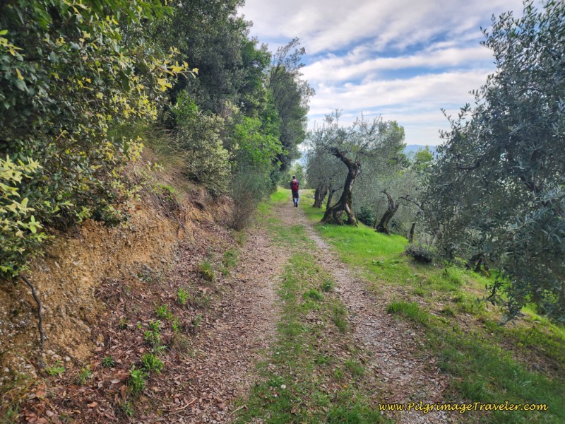 Tractor Lane Through Olive Groves Towards Campello Alto Way of St. Francis: Day Thirteen, Trevi to Poreta - Tractor Lane Through Olive Groves Towards Campello Alto