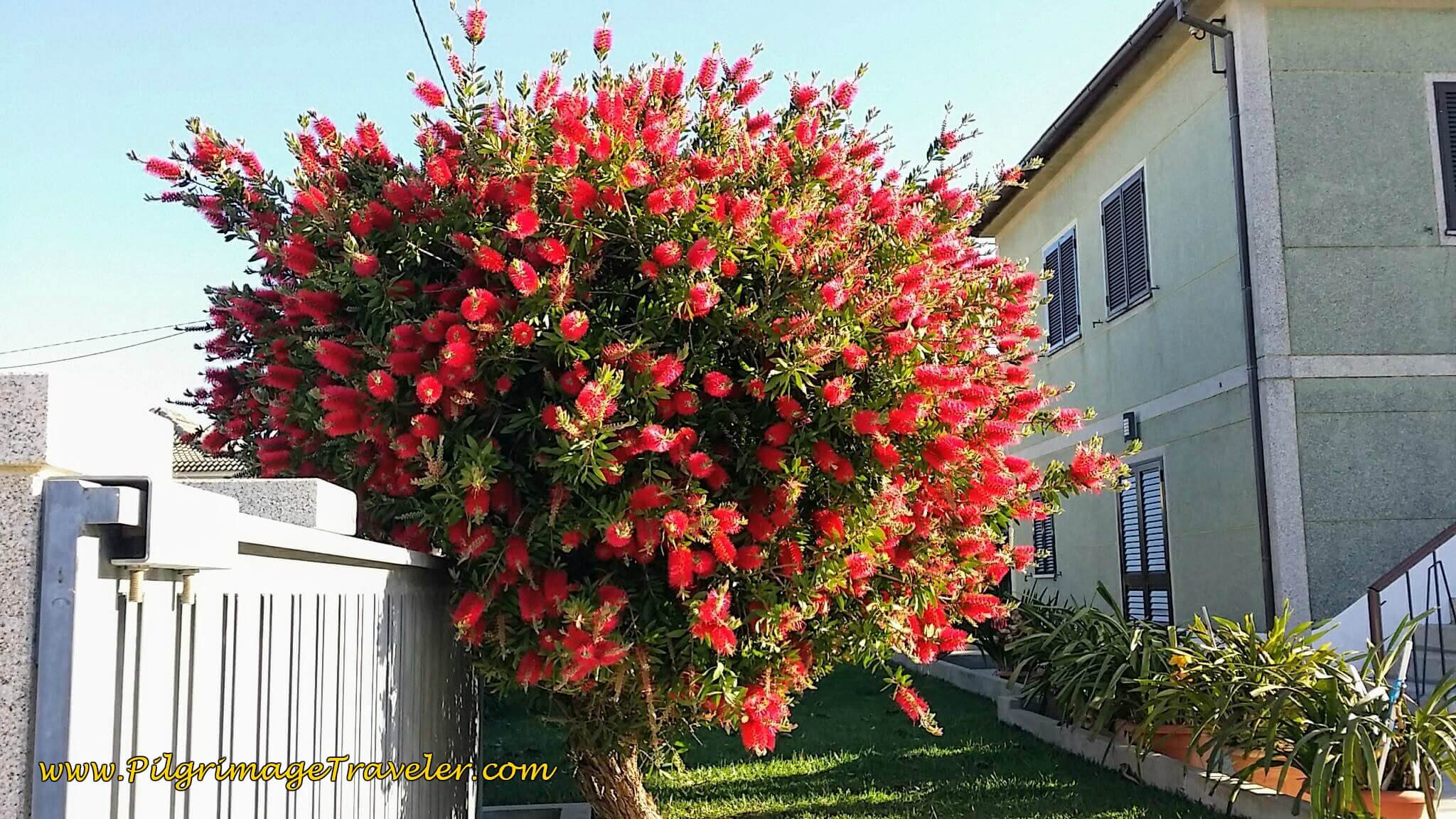 Gorgeous Bottle Brush on day seventeen of the Portuguese Way