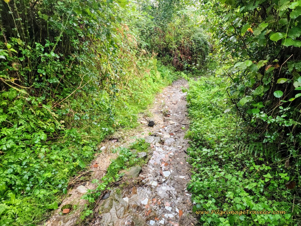 Clear, But Muddy Path Clear, But Muddy Path
