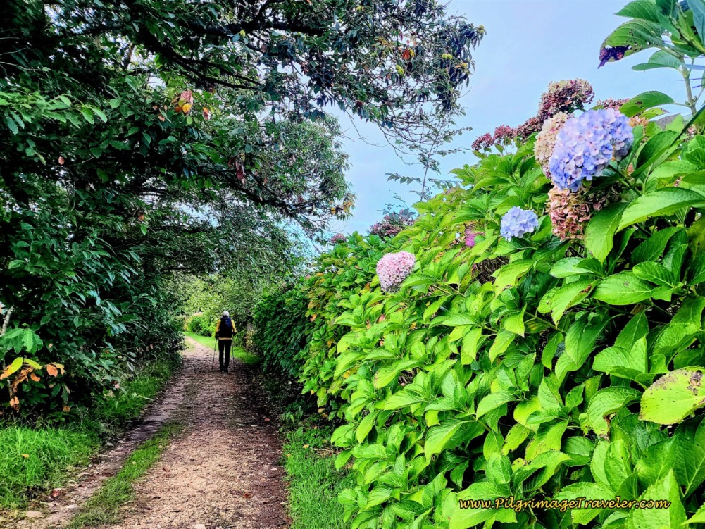 Calle la Podada de Arriba Lined With Hydrangeas