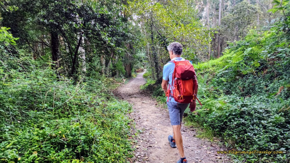 Long, Wonderful Forest Walk Long, Wonderful Forest Walk