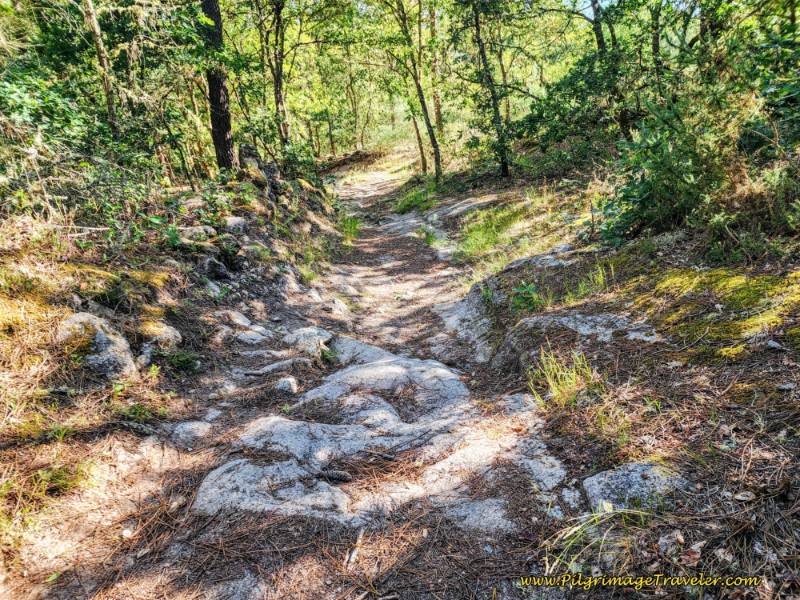 Roman Road Through Forest