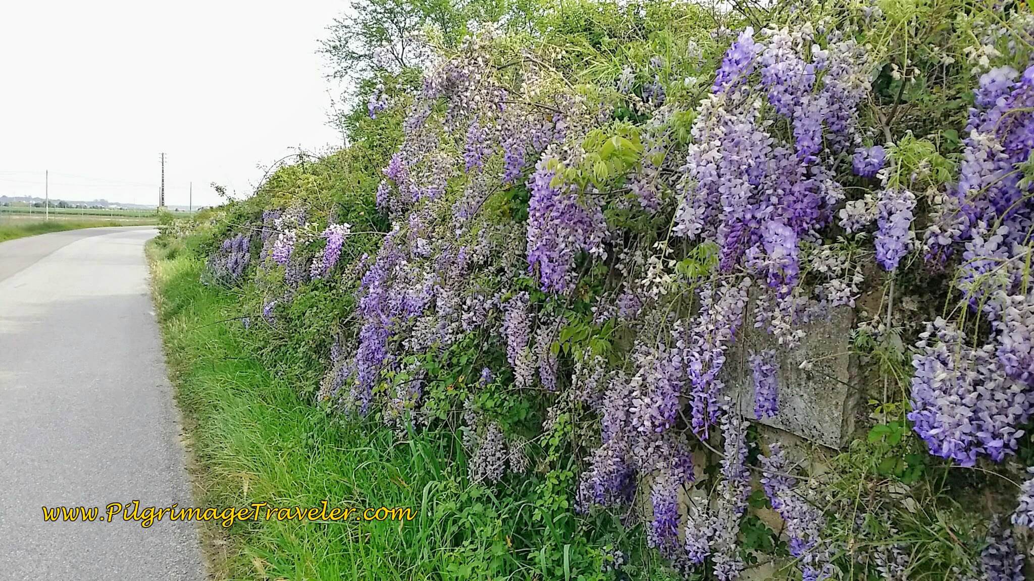 Wild Wisteria Along the N3-3, Renguengo, Portugal