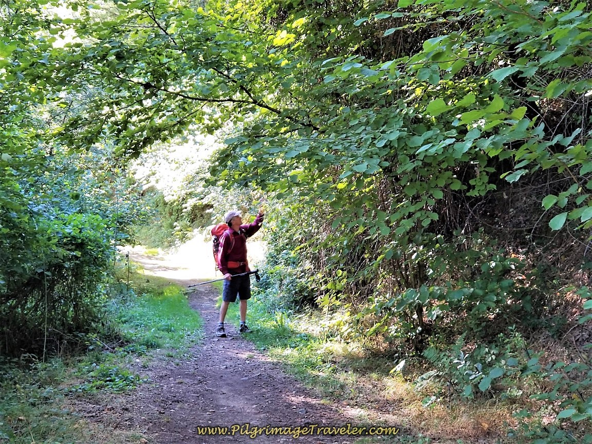 Rich Stops to Pick Blackberries