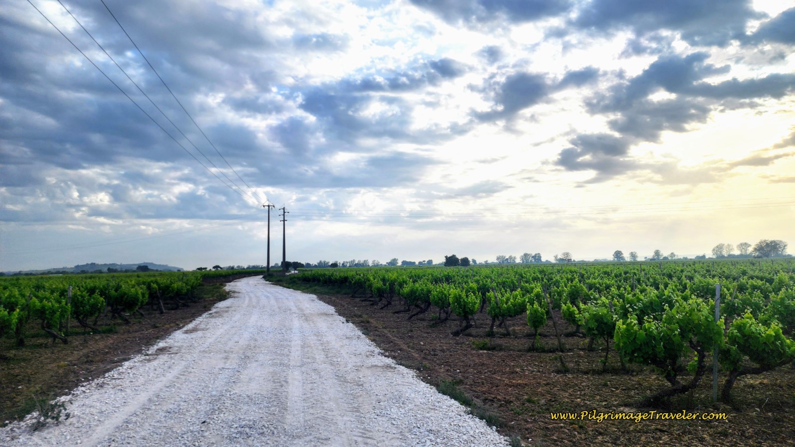 Future, Delicious Portuguese Wine!