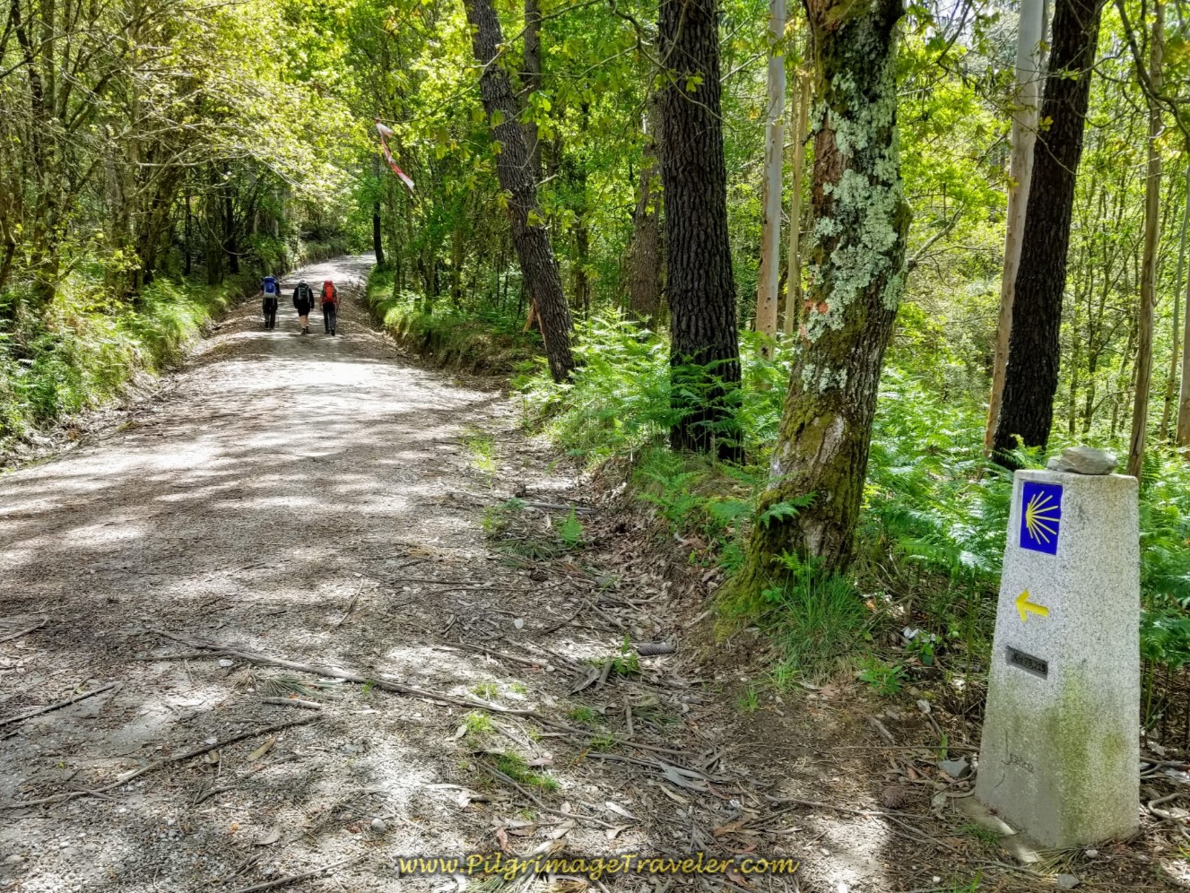 Turn Into Forest at Kilometer Marker 79.2 on day three of the Camino Inglés