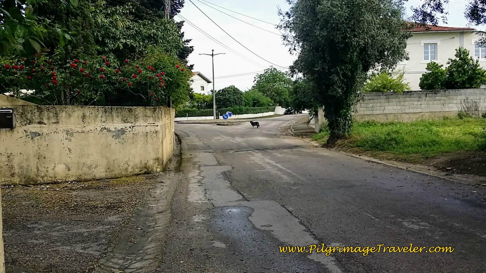 Doggie Escort Out of Alféloas on day eleven of the Portuguese Camino Doggie Escort Out of Alféloas on day eleven of the Portuguese Camino