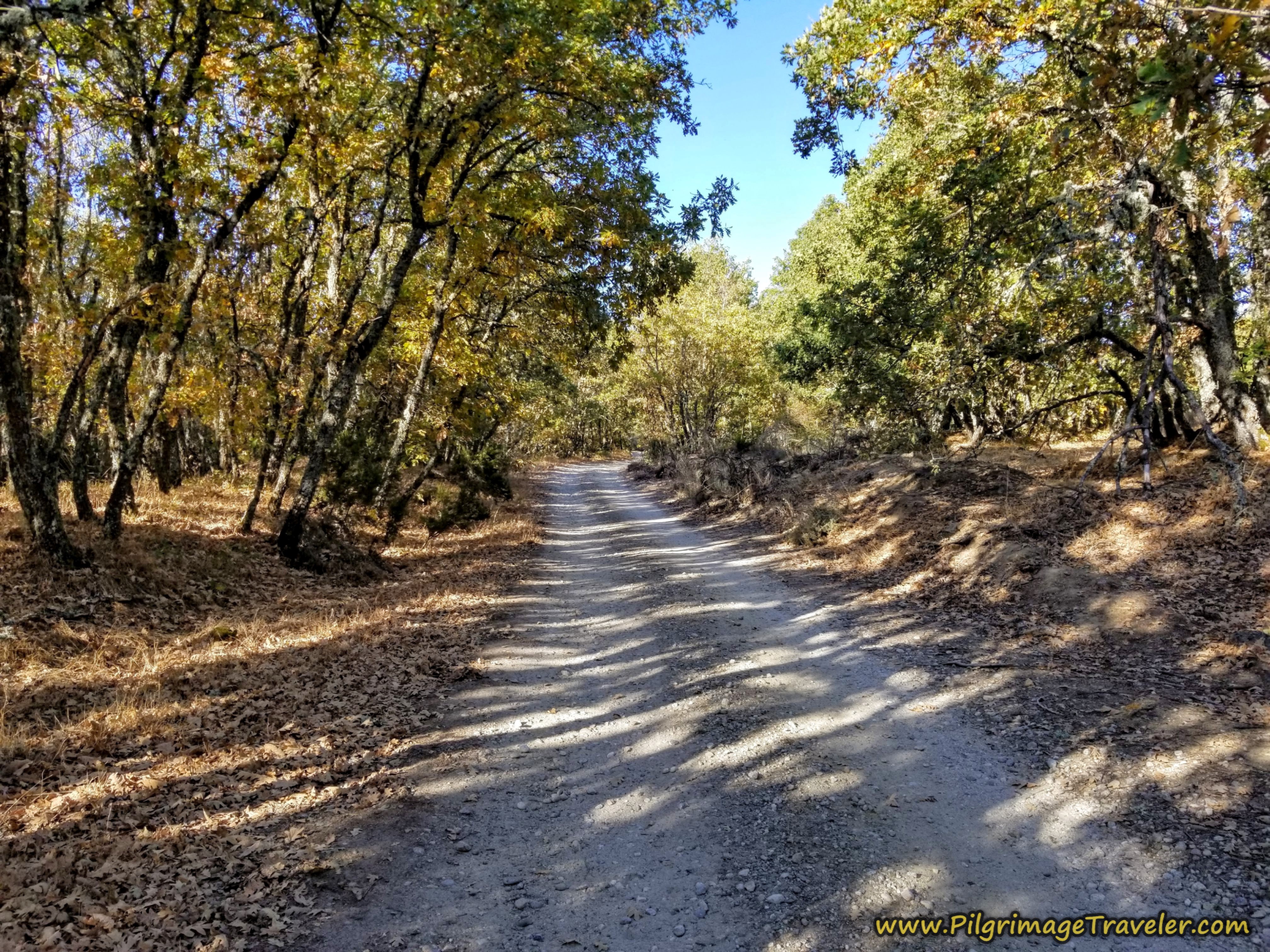 Lane Heads Into the Trees
