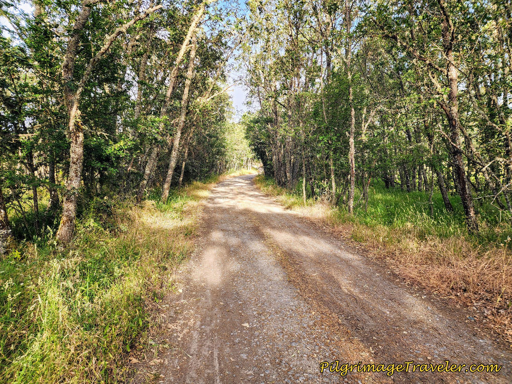 Lane Heads Into the Trees