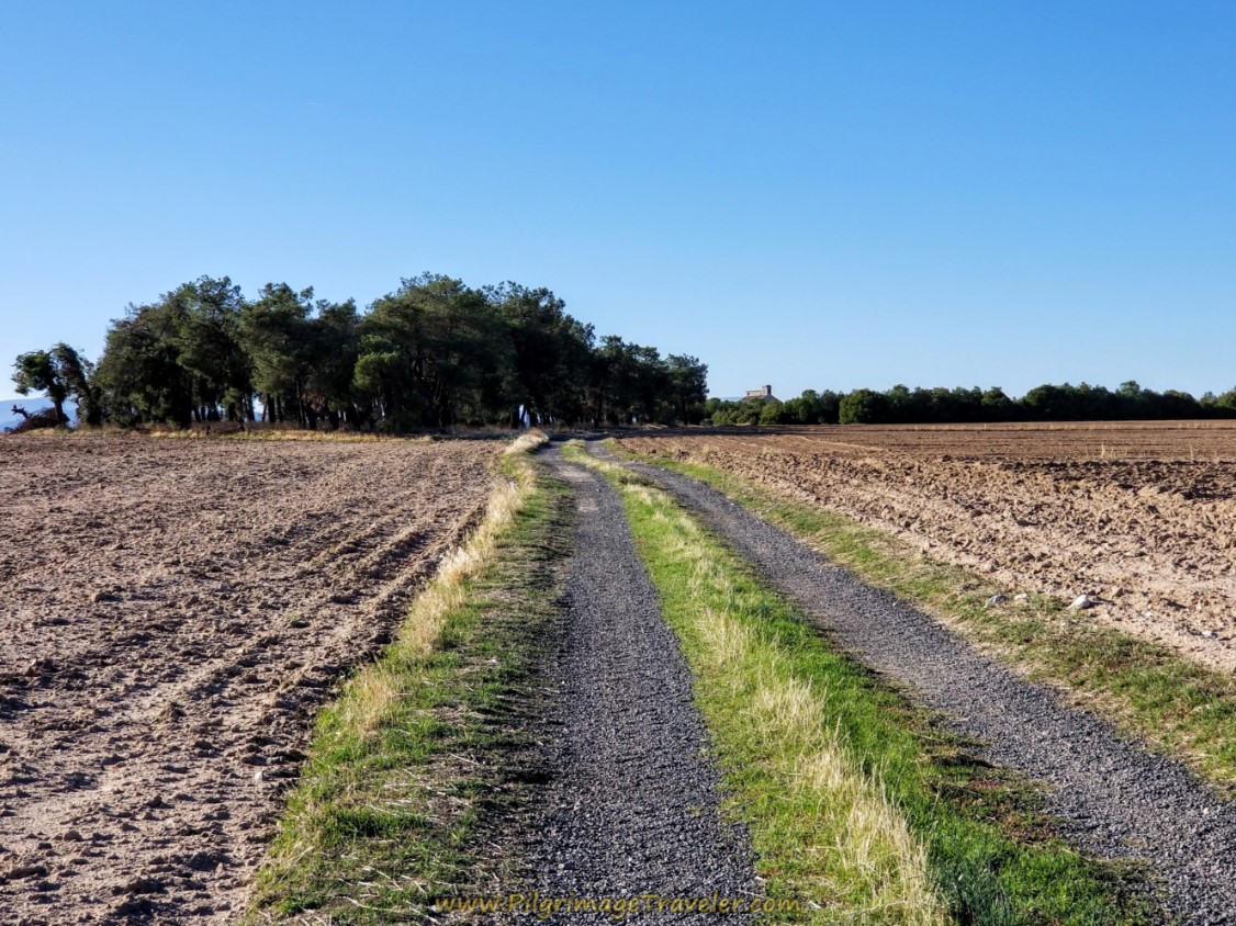 Head South Toward Clump of Trees