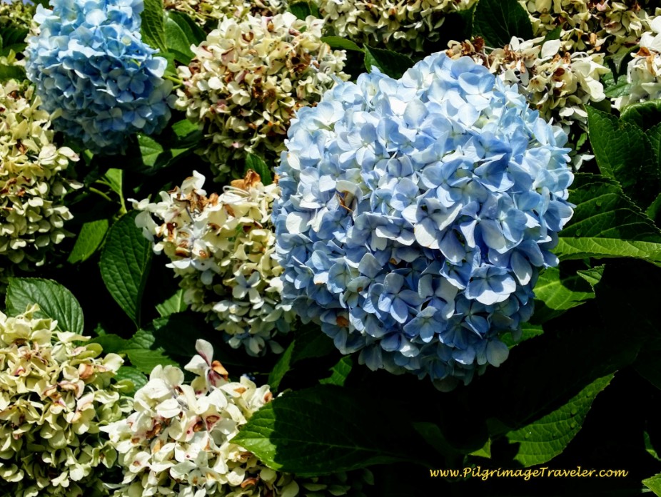 Hydrangea Close-Up