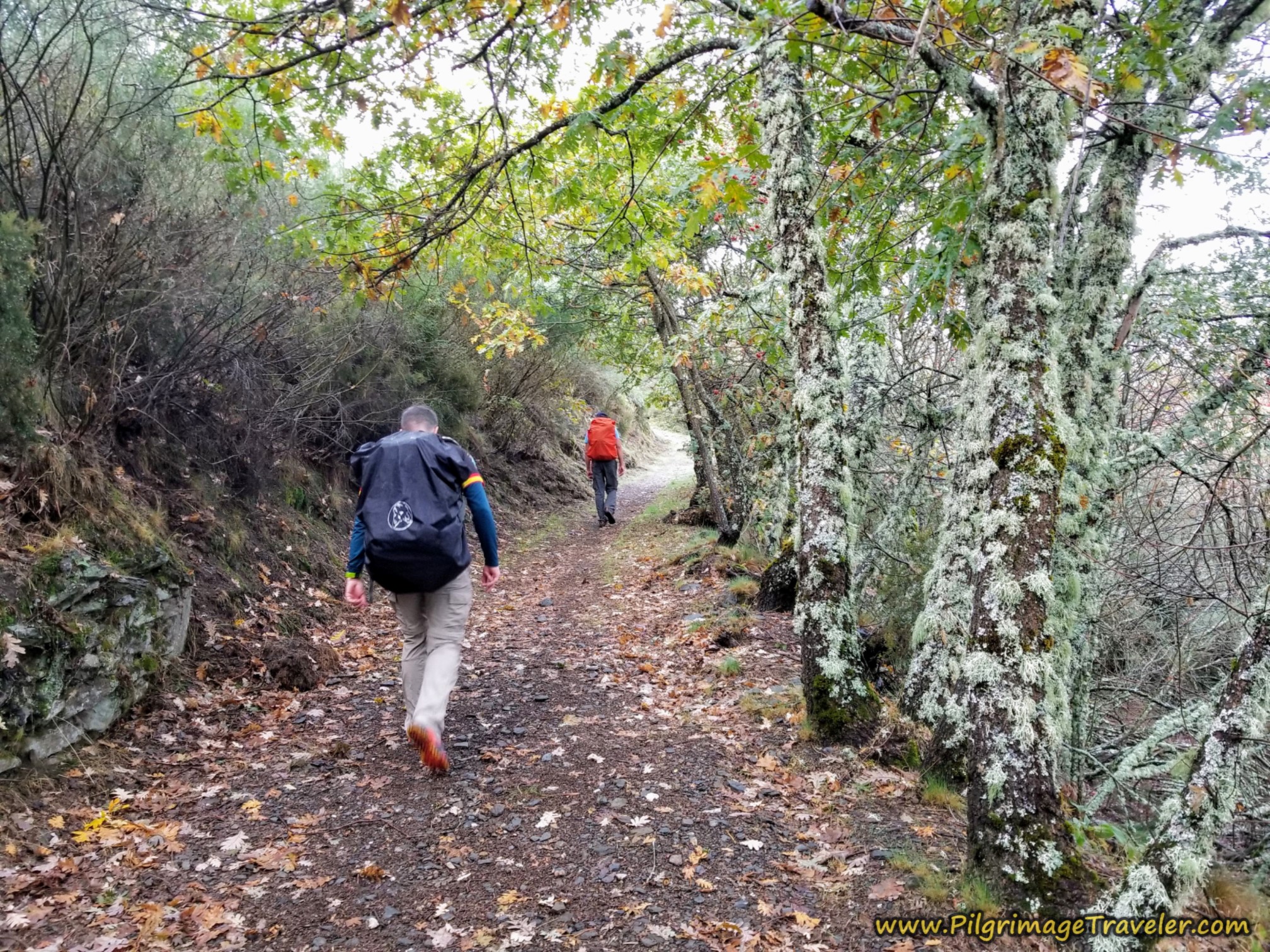 Walking Through Another Moss Covered Forest