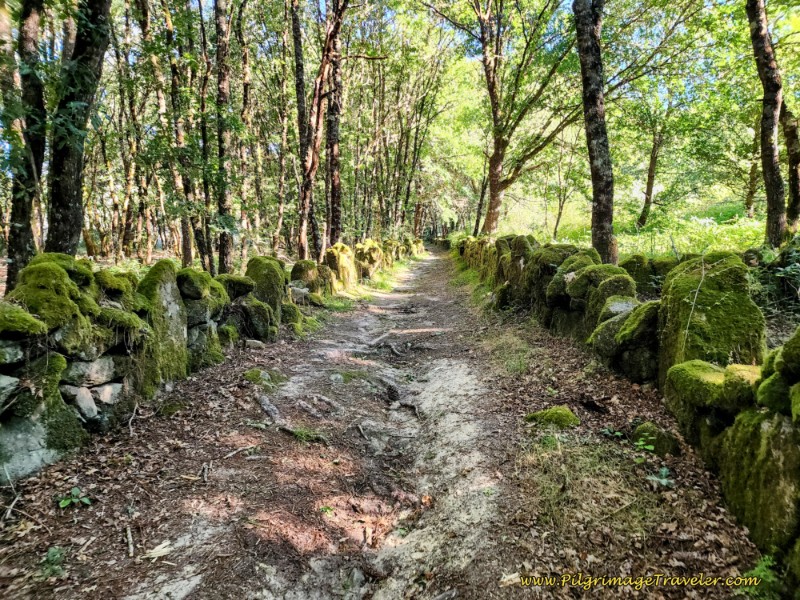 Moss Rocks Line the Roman Road