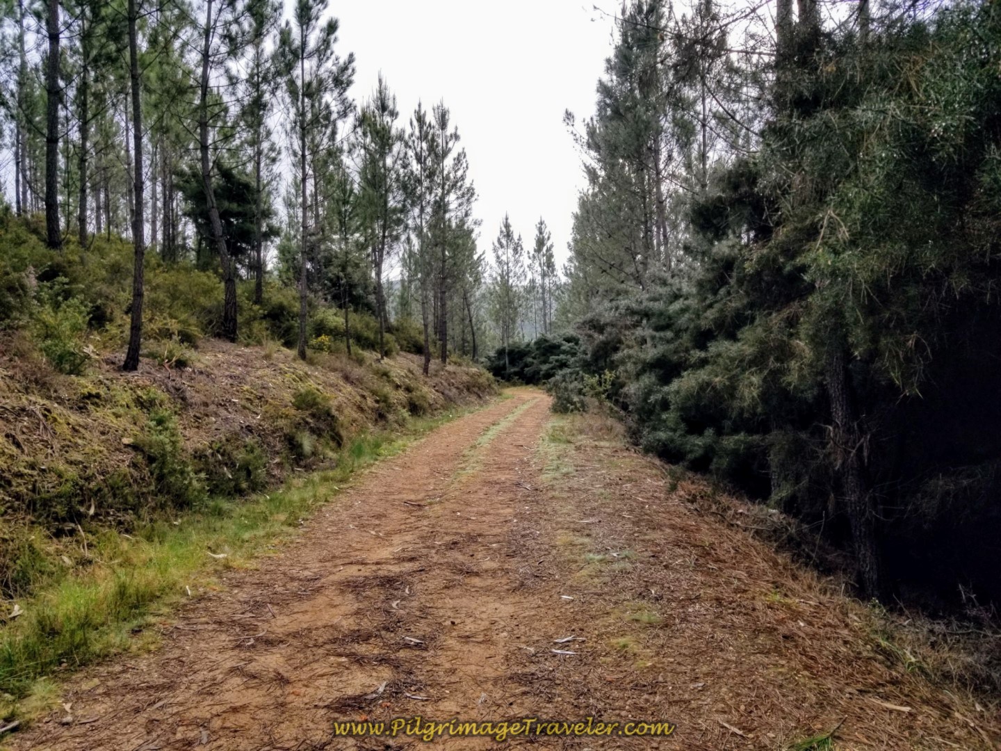 Road Levels Out on day eighteen on the Central Route of the Portuguese Camino