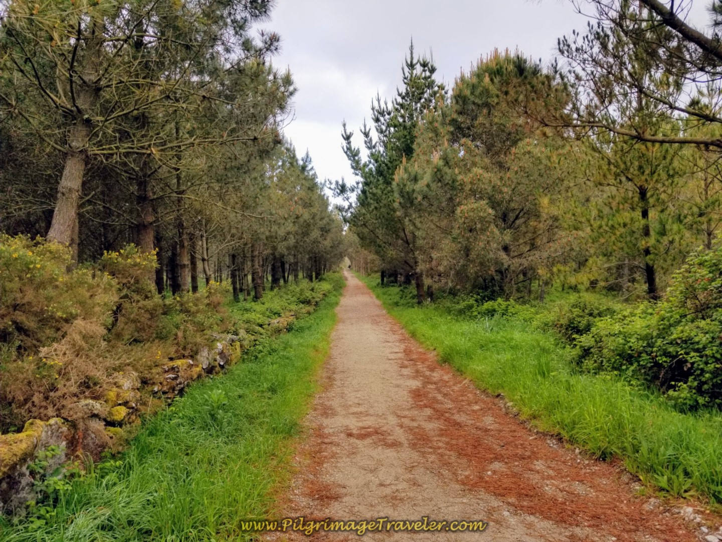 The Forest Path Towards Cruceiro Marco do Couto