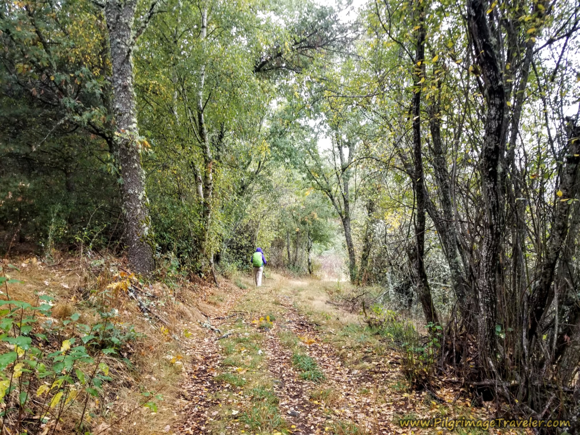 Nice Section Through the Forest on the Camino Sanabrés from Puebla de Sanabria to Lubián