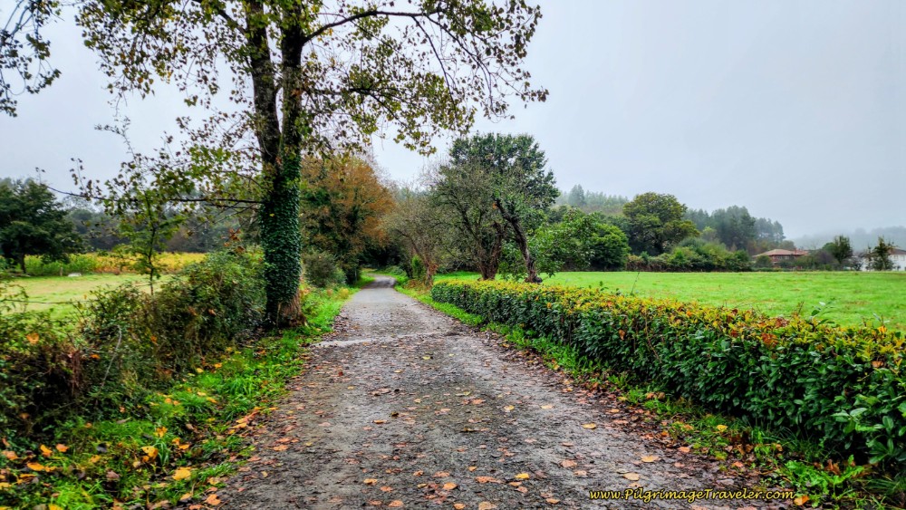Country Road towards Ribadiso