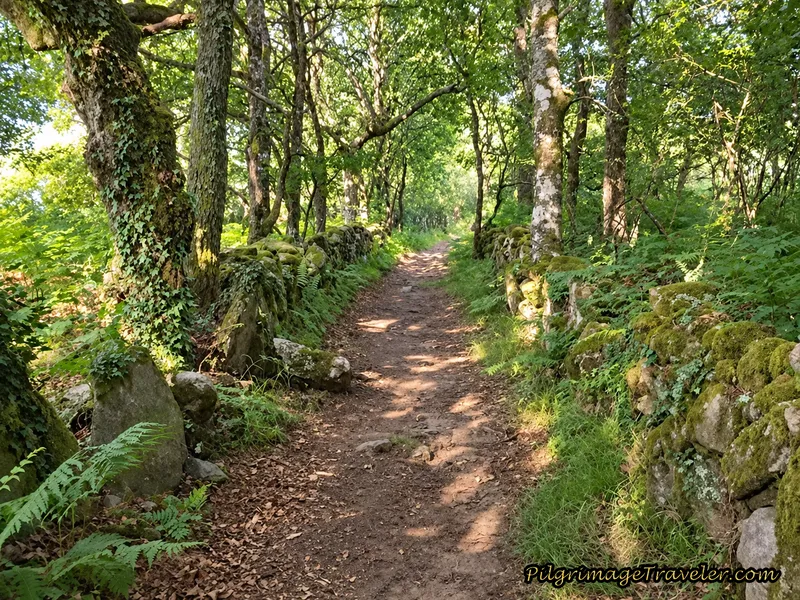 Back Into the Enchanted Forest