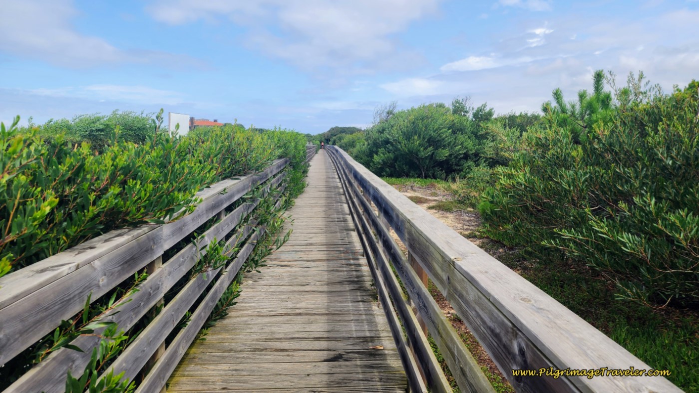 Boardwalk Through Wildland