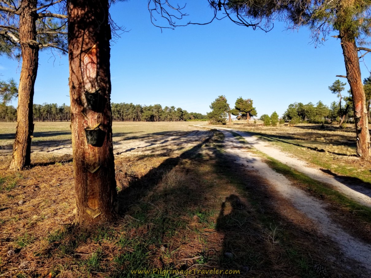 Collecting Pine Sap on day two of the Camino Teresiano