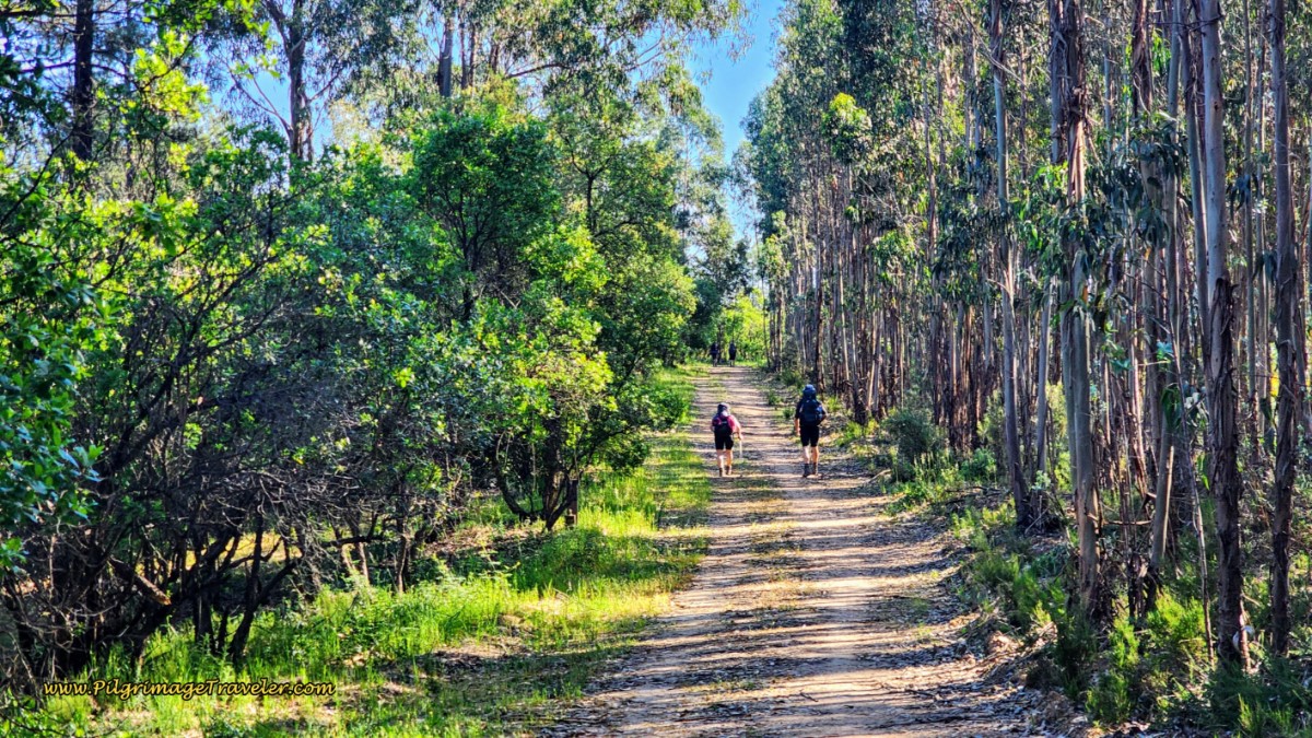 Continuing Through the Eucalyptus Forest