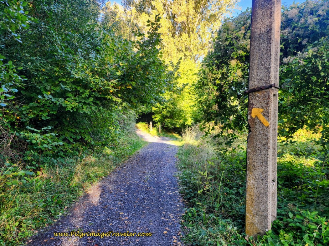 Turn Left Here onto Forest Path