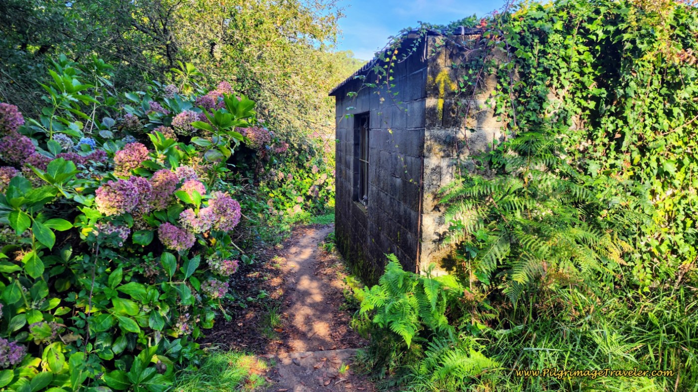 Narrow Quaint Path to Armenteira