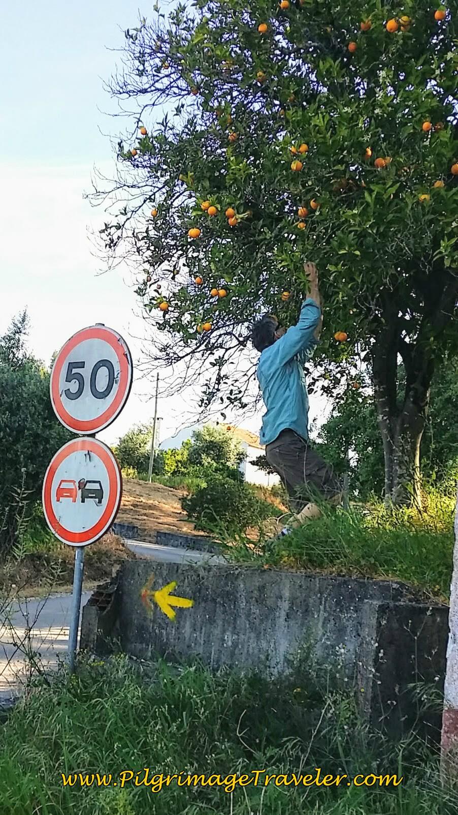 Luscious Abandoned Orange Tree - Rich Helps Himself!