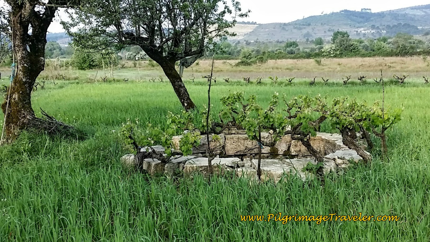 Old Well Surrounded by Grapevines