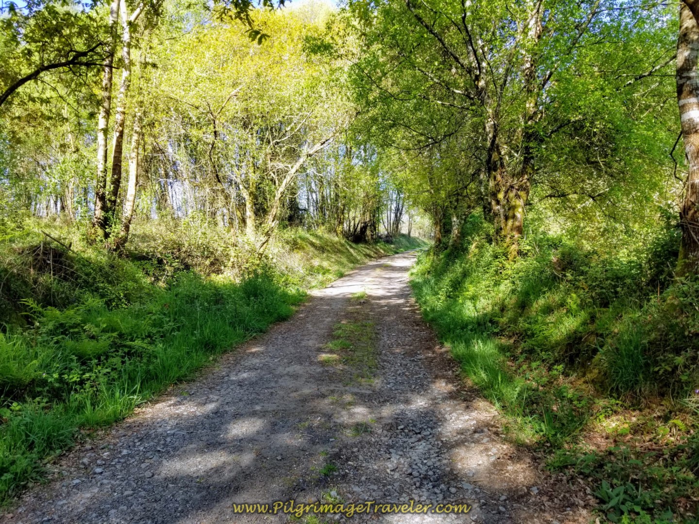 Shady Lane on Day Six of the Camino Inglés