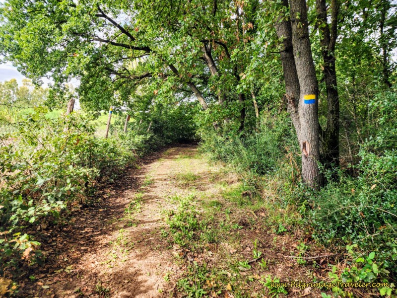 Way of St. Francis: Day Twenty-One, Ponticelli to Monterotondo - Skirting the Selva Grande