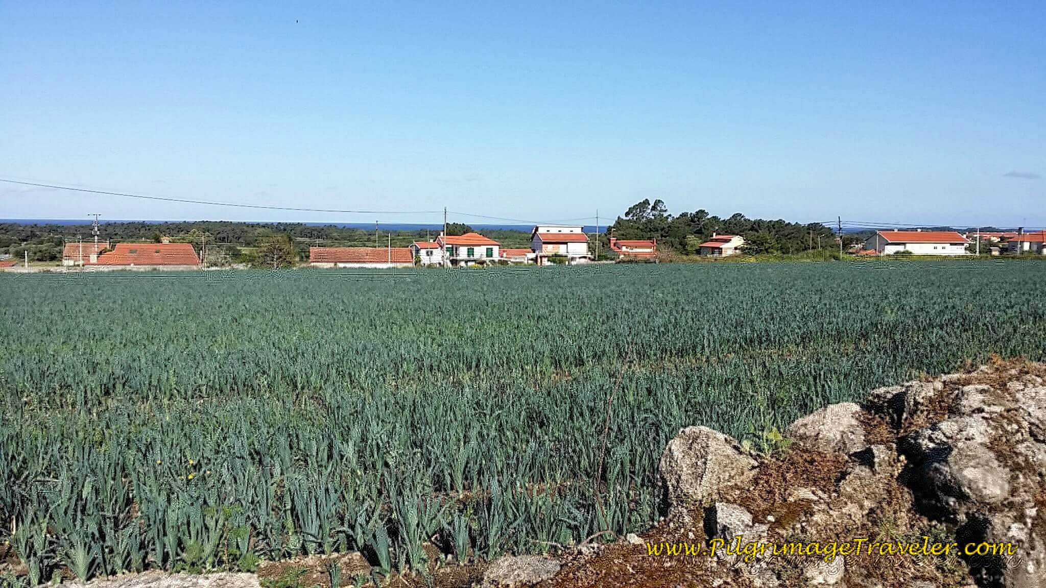 Spring Fields Along the Rua de Maracanã on day seventeen of the Portuguese Way
