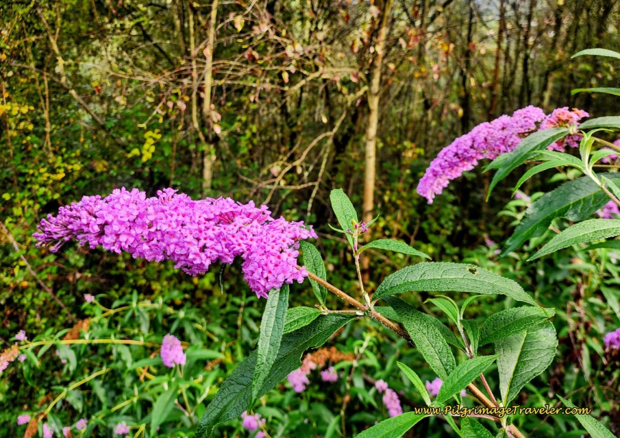 Butterfly Bushes Along the Way Butterfly Bushes Along the Way