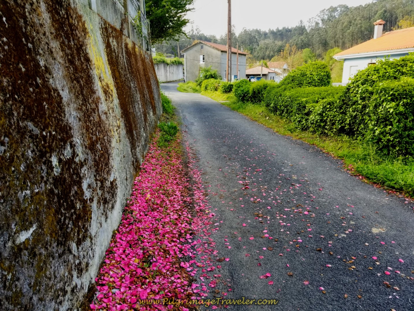 Camellia Petals Line the Road on day four of the Camino Inglés